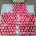 Shandong Fresh Red Fuji Apple2017 new season